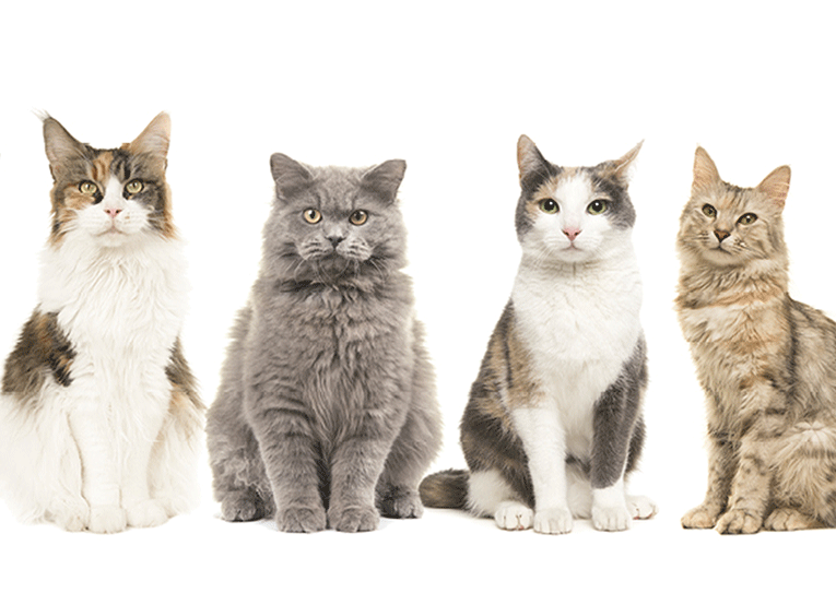 نژادهای گربه